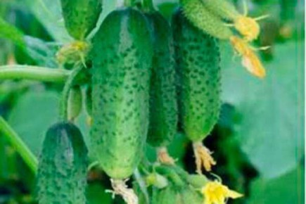 Как вырастить идеальные огурцы Гурман: секреты и советы