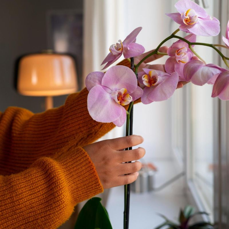 Зимний уход за комнатными растениями: основные ошибки и советы