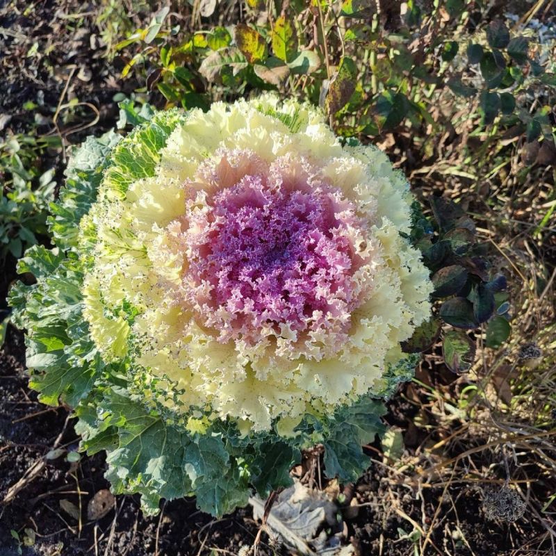 Петрушка и декоративная капуста зеленеют на грядках у жительницы Усмани