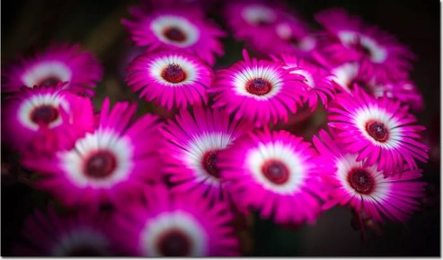 Необычное и яркое: создайте красоту с мезембриантемумом