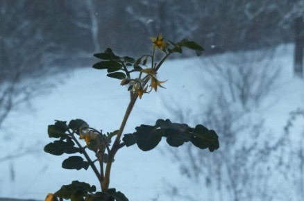 Зимний огород: секреты успешного цветения томатов в декабре