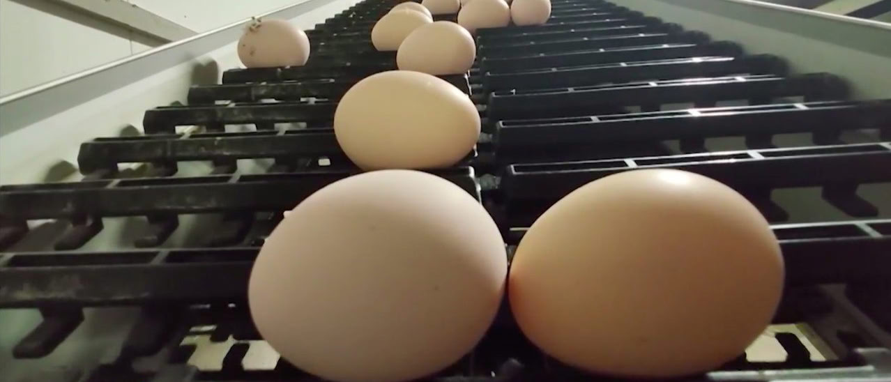 На исторический рекорд идут липецкие сельхозпредприятия по производству яиц