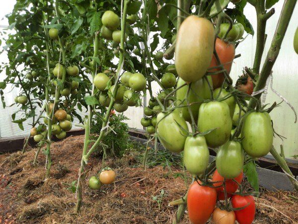 ���� �� �������� � ���������� ���