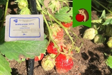 Топ-3 ошибки при использовании борной кислоты на клубничных грядках