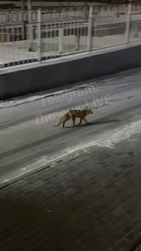 Лисицу заметили липчане на территории одного из местных ЖК