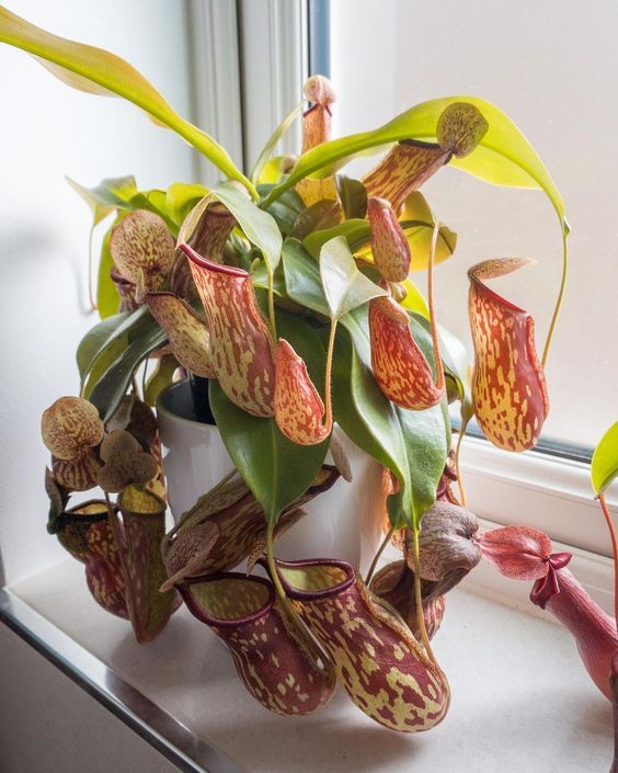 ����������� ����������: ������������ ��� ������ ��������