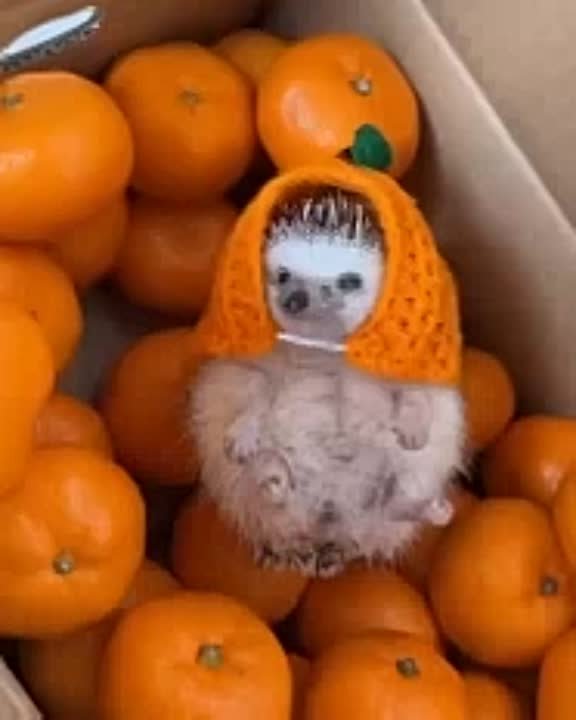 Липчане съедают треть годового объёма мандаринов в предновогоднюю неделю