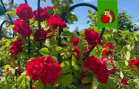 Неподходящие соседи для ваших роз: 5 растений, которые могут испортить их жизнь