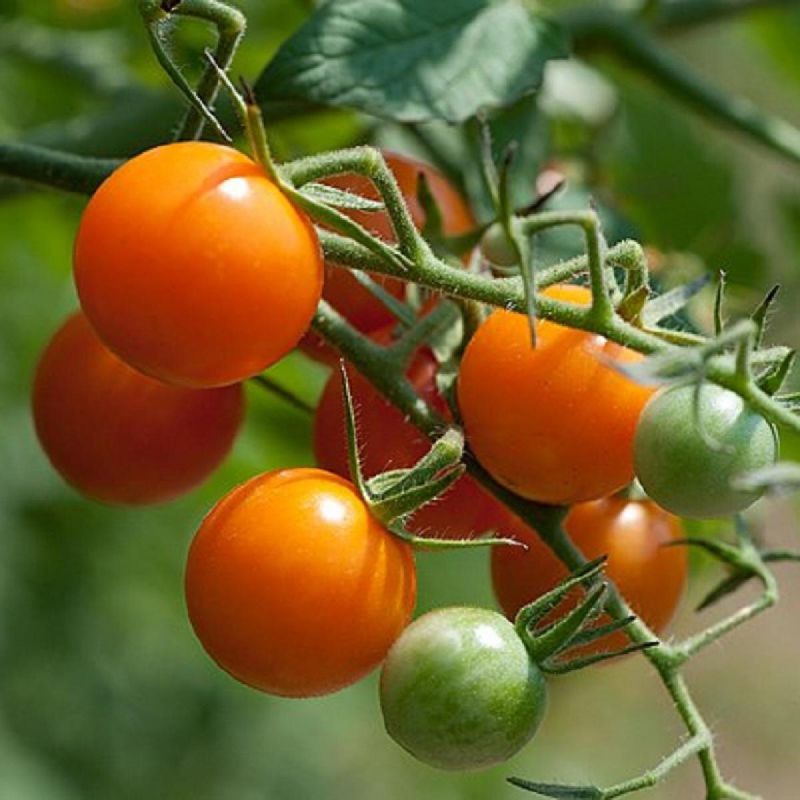 ������ ��� ������ �������: ������ ����� ��� ��������� ������