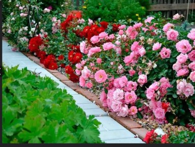 Важность обрезки роз после цветения