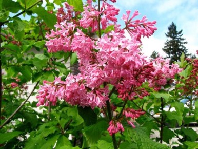 Сирень: Очарование весеннего сада в 2025 году