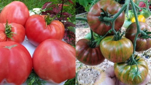 ������: ����� �� ������ �����