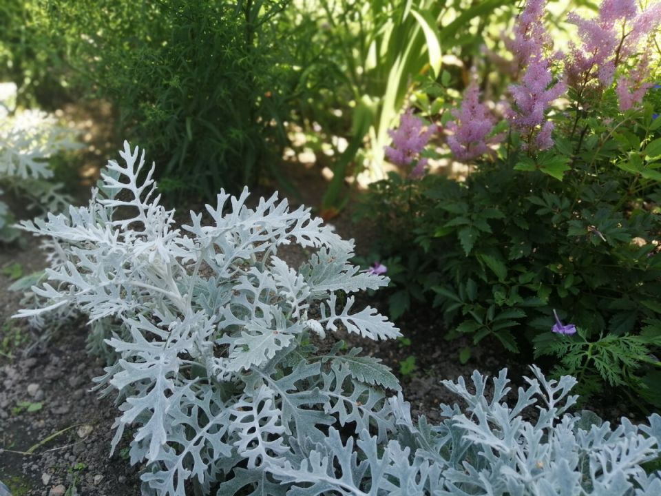 ������ ������ ����: ��� ����� � �������?