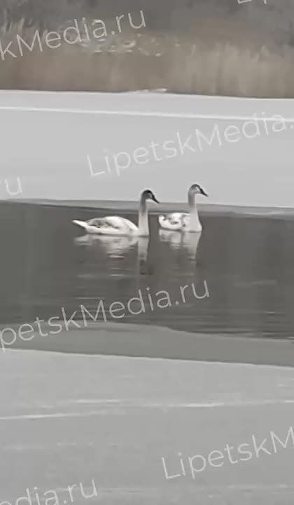 ������ �� ������� � ����� ������ �� �������� �������