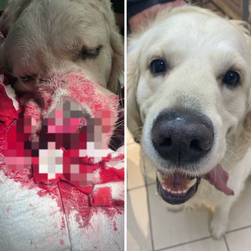 Пластическую операцию носа ретриверу сделал липецкий ветеринар