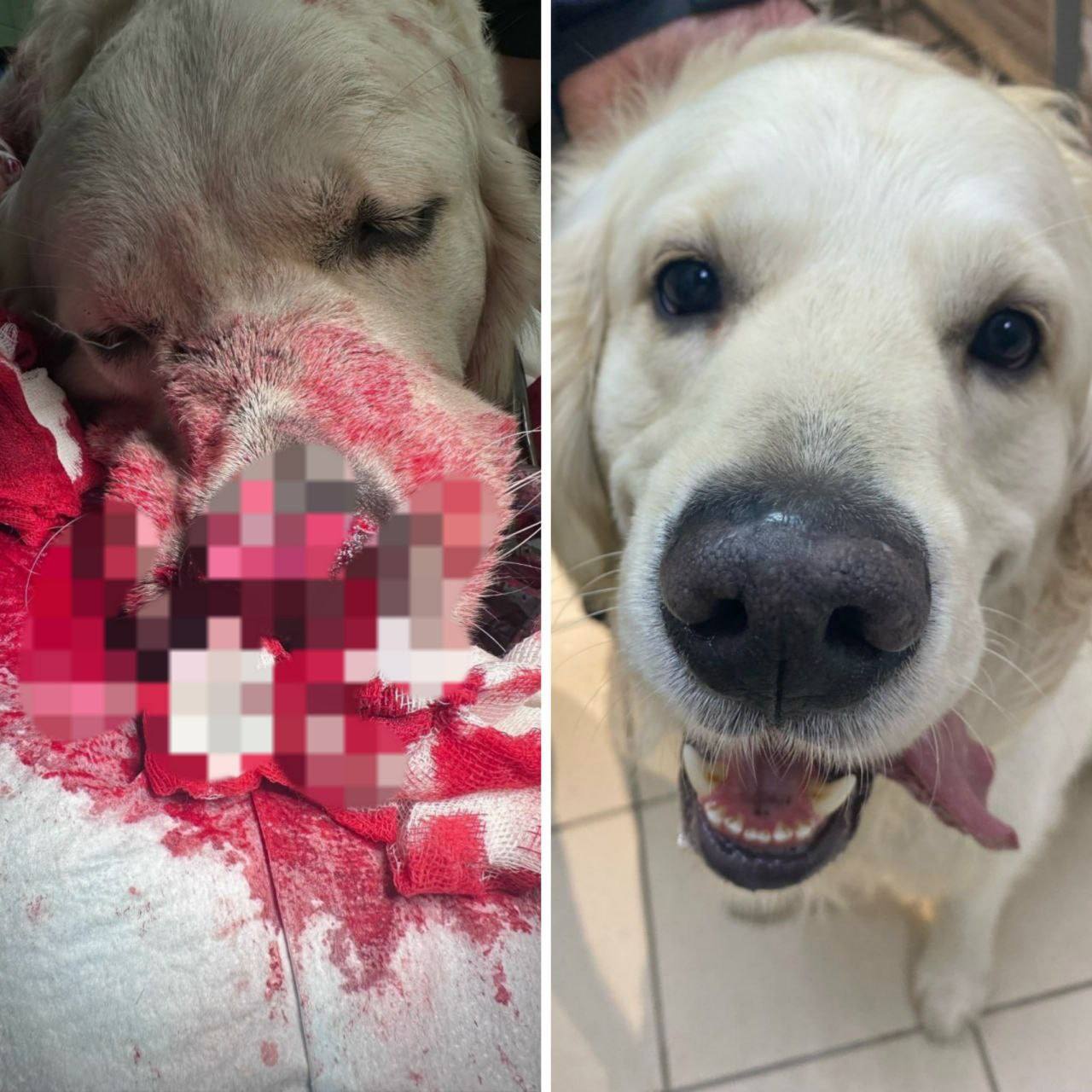 Пластическую операцию носа ретриверу сделал липецкий ветеринар