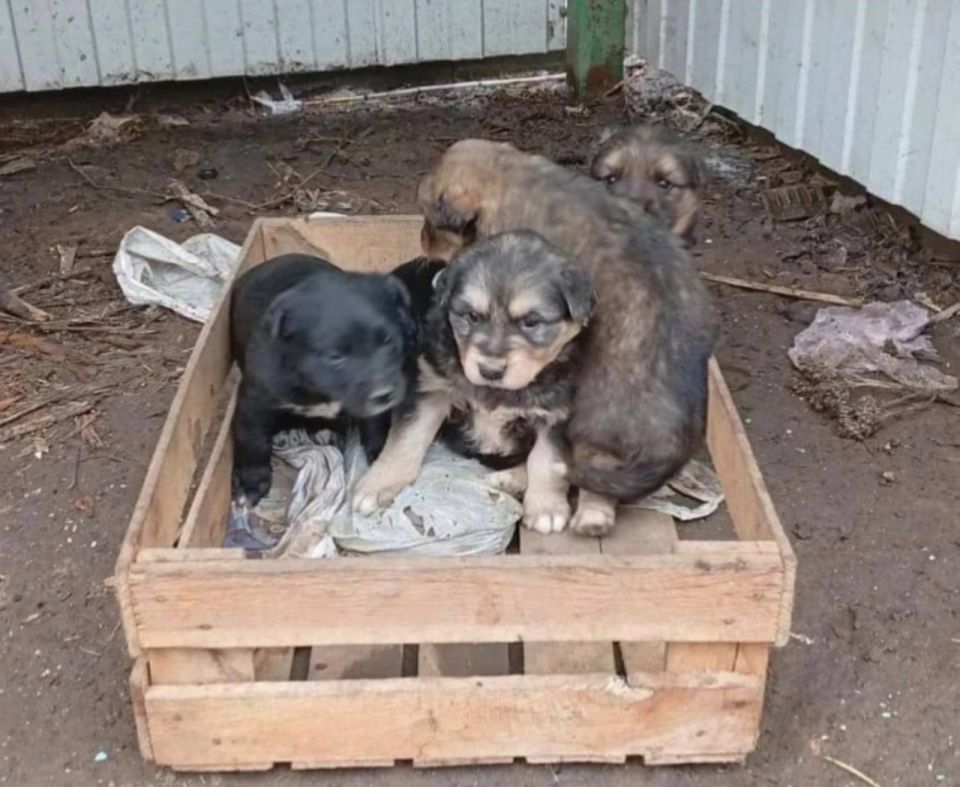 ������ ����� �� ������������ �������� � ����� ������ ����������