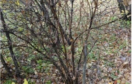 Обрезка жимолости: осенние секреты