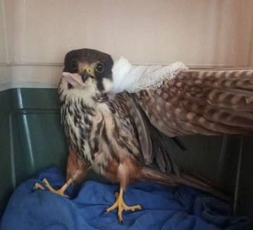 Жизнь краснокнижному соколу со сломанным крылом спасли липецкие ветеринары