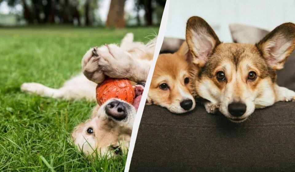 Породы собак без линьки и запаха: идеальные компаньоны для квартиры