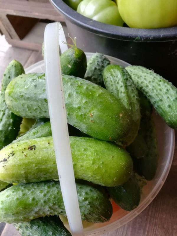 Дача как уголок здоровья и радости: стоит ли затевать огородные хлопоты?