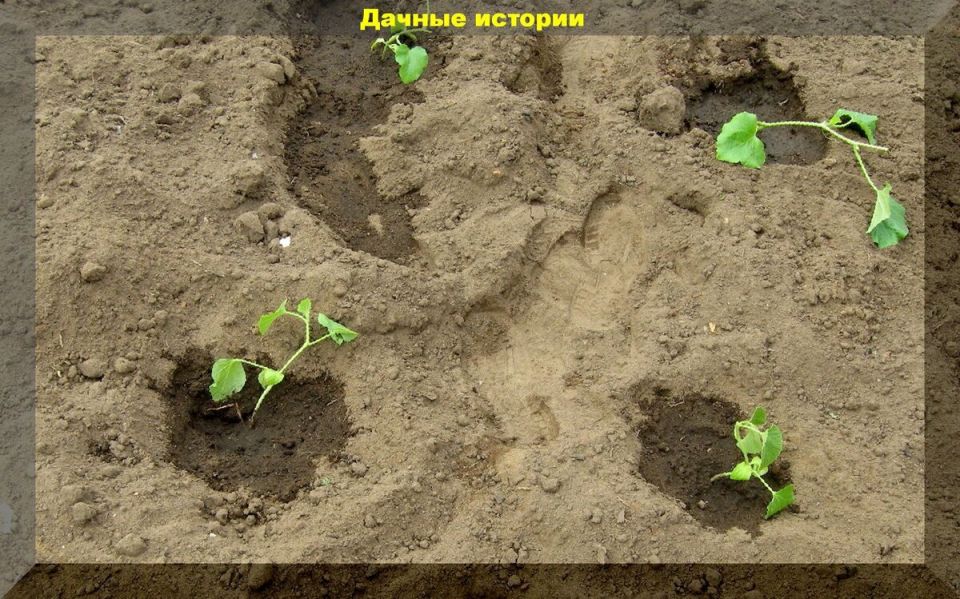 Песчаная почва: какие сидераты помогут вернуть ей жизнь?