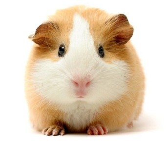 ������� ������ ��� �������: ���� ������� ��� �������?