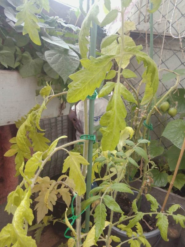 Как спасти балконные томаты: советы и уроки от опытного садовода