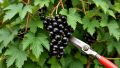 Как спасти черную смородину: проверенные советы для щедрого урожая