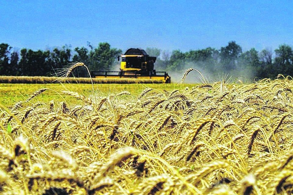 Успехи аграриев в 2025 году: урожай и новые горизонты