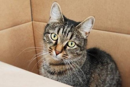 ����� �������������: ��� ������������ � ���������� �������� ������� �������