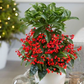 Ардизия: ярок, натурально и уместно в празднике