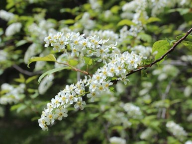 ��� ����� ����� ����� �������� ��������: ���������� � ��������� �����