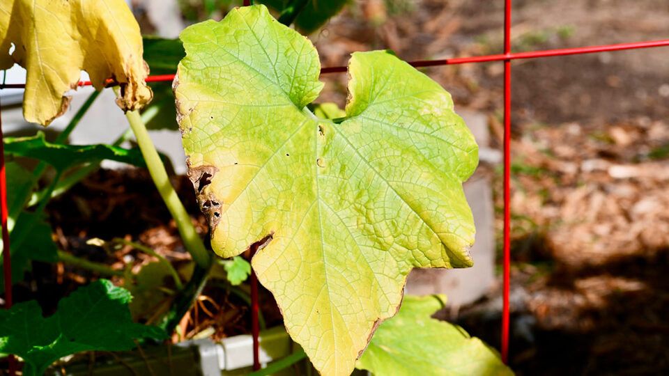 �������� � ��������: ������ ������� ������ � ��� � ���� ����������