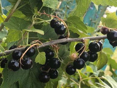 ������� �������� ���������: ��� ������� ��������� ������ ����