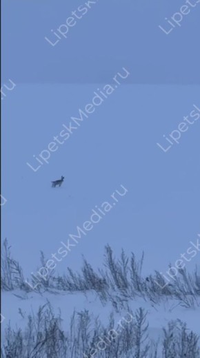 Вот такого зайца встретили липчане в селе Крутые Хутора