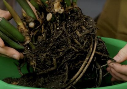 ��� ������ ���������� ������: ���� �� ��������� ������������� � �������� ��������