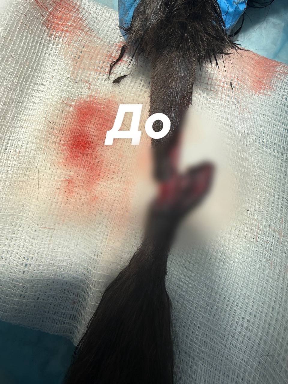 Хвостик любопытному котёнку пришили липецкие ветеринары