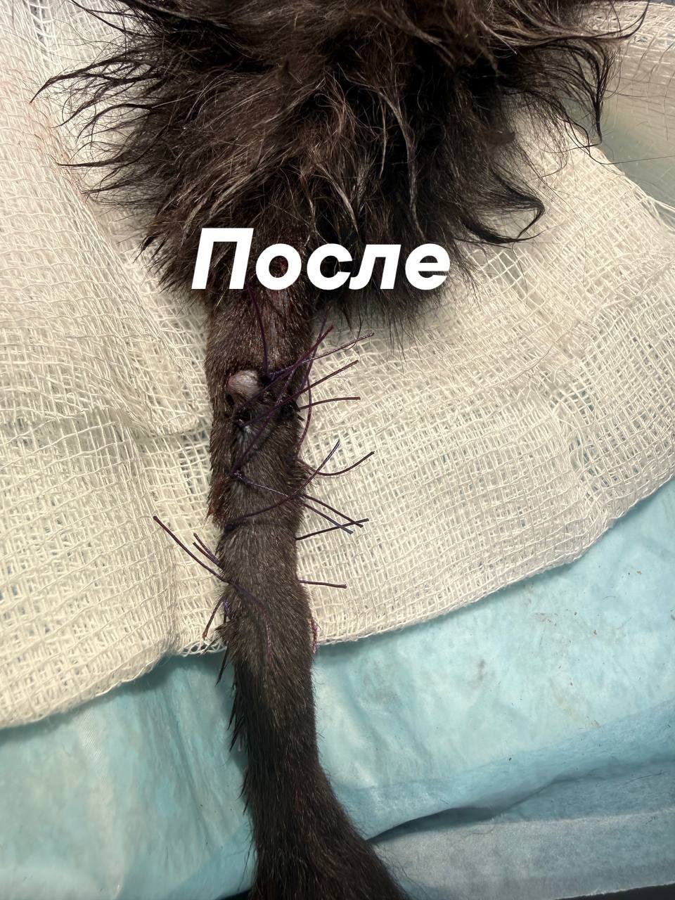 Хвостик любопытному котёнку пришили липецкие ветеринары Хвостик любопытному котёнку пришили липецкие ветеринары