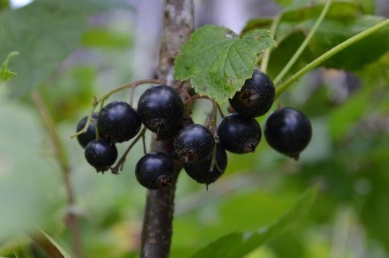 ��� ��������� ������� �����-��������� ��� ������ ���������