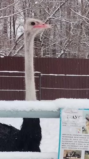 Африканские страусы из Липецкого зоопарка прекрасно себя чувствуют даже в снежную зиму