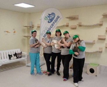 Липецкий приют для кошек преобразился