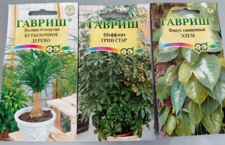 Как вырастить удивительные комнатные растения из семян: советы и идеи