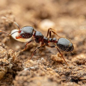 ������ �������: ��������� ������ �� ���������� � ���������