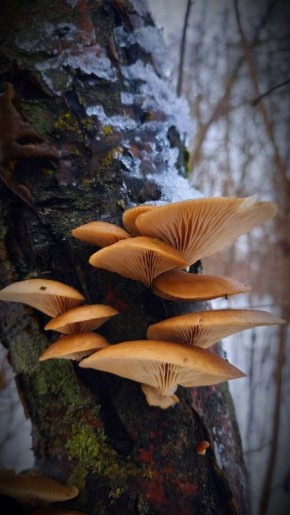 ������� �������� ������� ������ �������