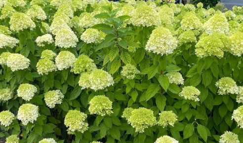 ������ ��������� ��������� � �������: ������ ������, � ������� ����� �����