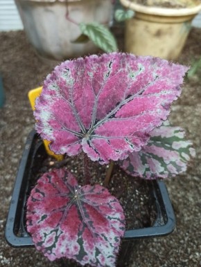 ����� �������: ��� Begonia Frutta ����������� ��� ��������