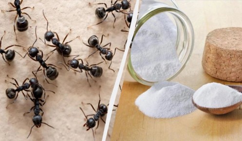 ����������� �������� �� ��������, ��������� �������