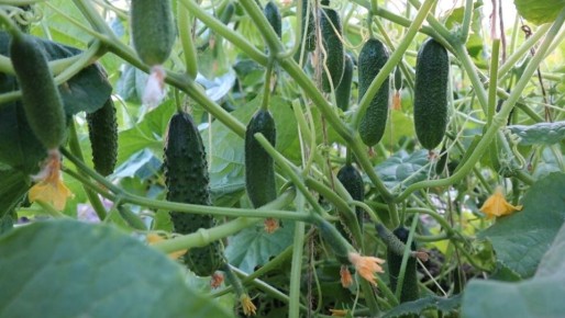 ������ � �������� ������: ������� ������� ��� ��������� ������