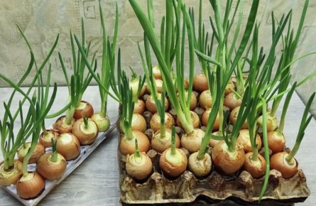 ��������� �������� ���� � ����� �� ���� �� �����������